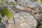 sand lizard