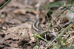 sand lizard