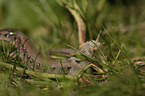 sand lizard