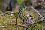 sand lizards