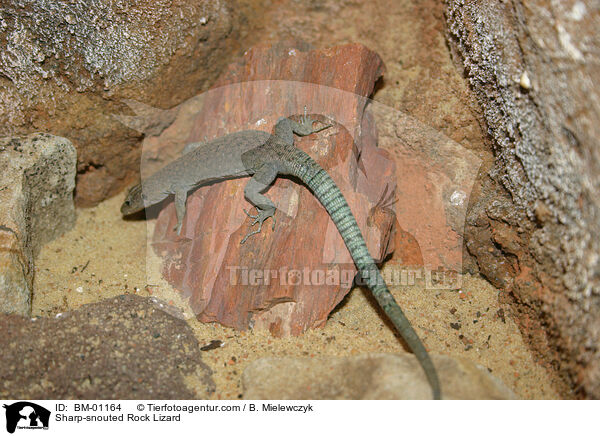 Sharp-snouted Rock Lizard / BM-01164