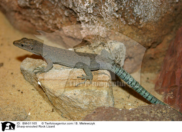 Sharp-snouted Rock Lizard / BM-01165