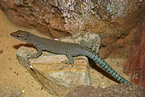Sharp-snouted Rock Lizard