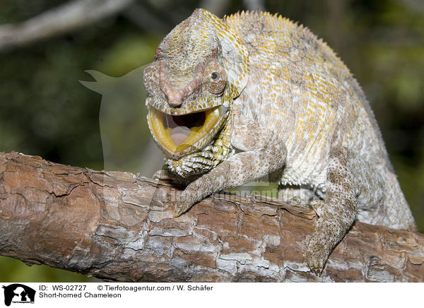 Kurzhornchamleon / Short-horned Chameleon / WS-02727