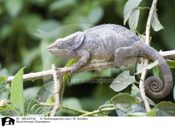 Short-horned Chameleon / WS-02732