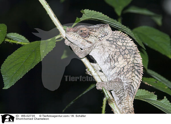 Short-horned Chameleon / WS-02735