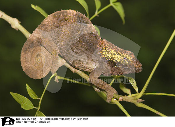 Short-horned Chameleon / WS-02740