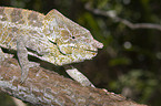 Short-horned Chameleon