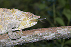 eating Short-horned Chameleon