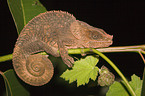 Short-horned Chameleon