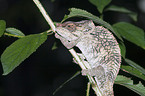 Short-horned Chameleon