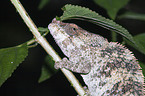 Short-horned Chameleon