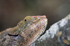 Short-horned Chameleon