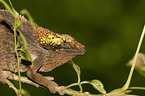 Short-horned Chameleon