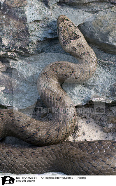 Glattnatter / smooth snake / THA-02881