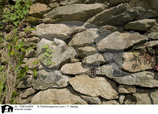 Glattnatter / smooth snake / THA-02955