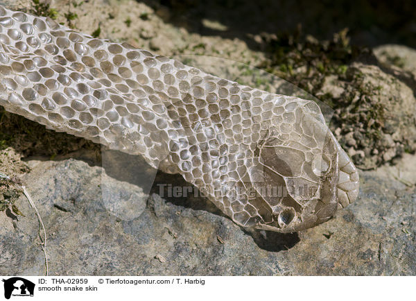 Glattnatterhaut / smooth snake skin / THA-02959