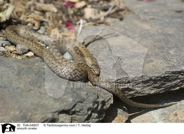 smooth snake / THA-04607