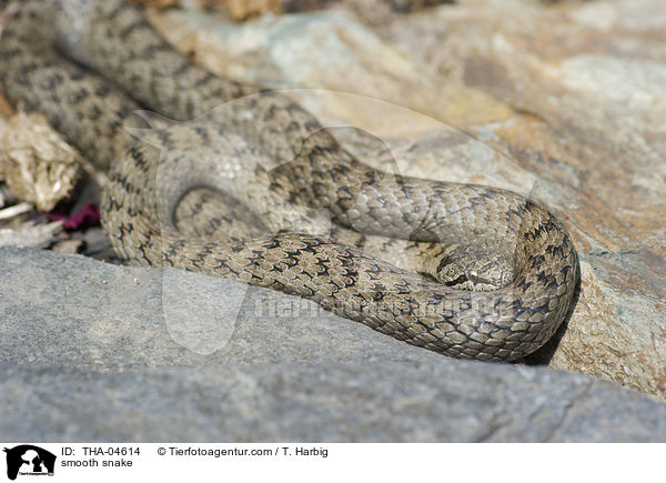 smooth snake / THA-04614