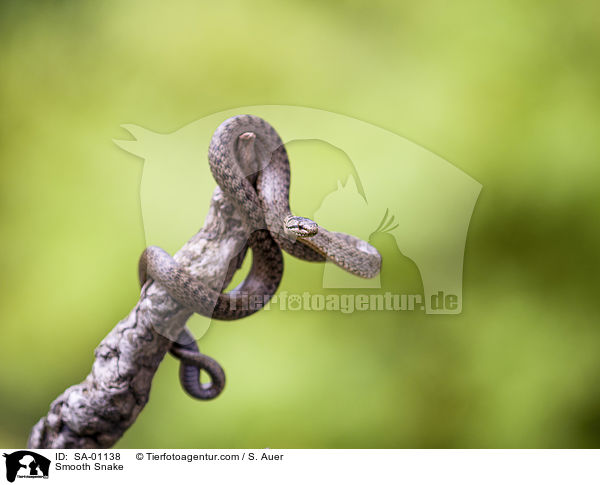 Glattnatter / Smooth Snake / SA-01138