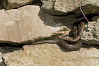 smooth snake