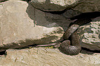 smooth snake