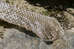 smooth snake skin