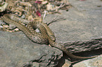 smooth snake