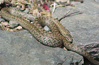 smooth snake