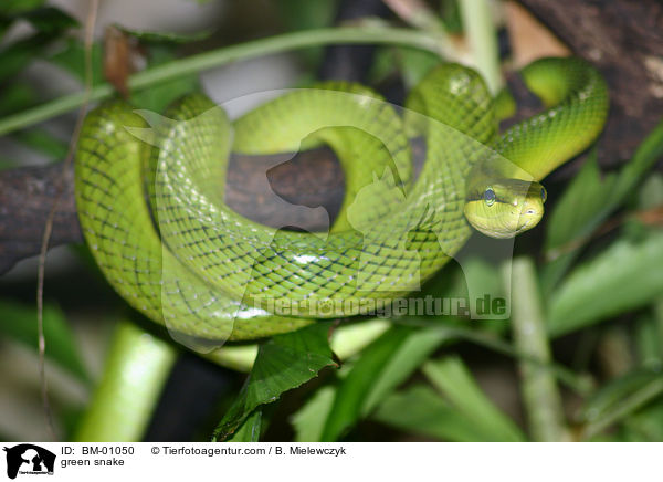 green snake / BM-01050