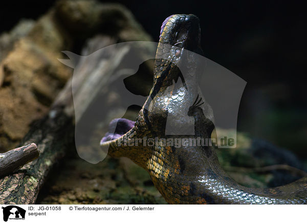 Schlange / serpent / JG-01058
