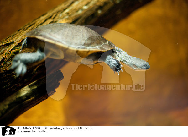 snake-necked turtle / MAZ-04786