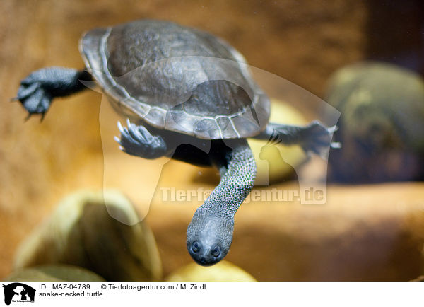 Schlangenhalsschildkrte / snake-necked turtle / MAZ-04789