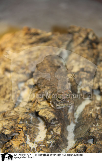 spiny-tailed lizard / MH-01777