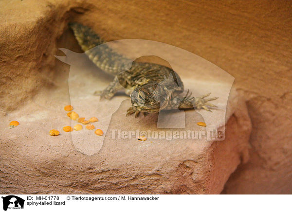 Dornschwanzagame / spiny-tailed lizard / MH-01778