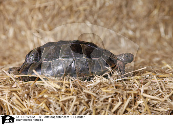 spur-thighed tortoise / RR-42422