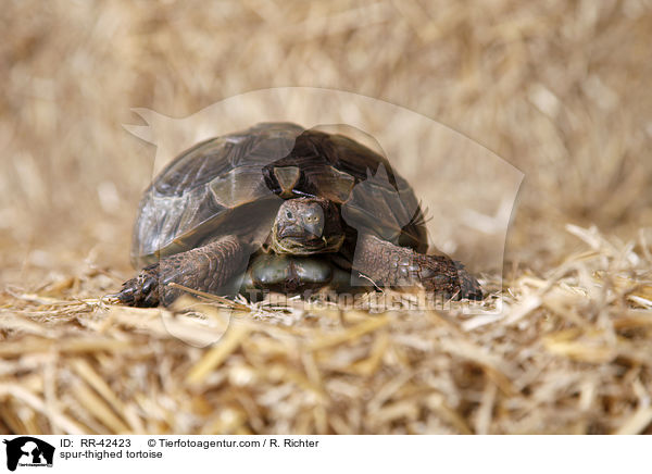spur-thighed tortoise / RR-42423