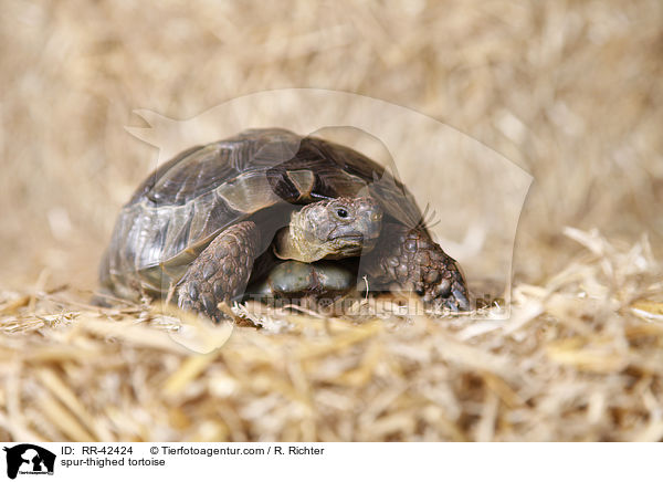 spur-thighed tortoise / RR-42424
