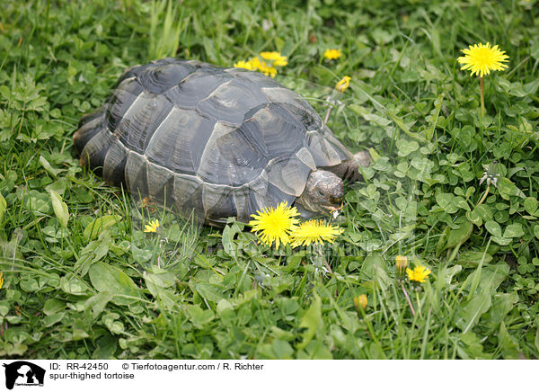 spur-thighed tortoise / RR-42450