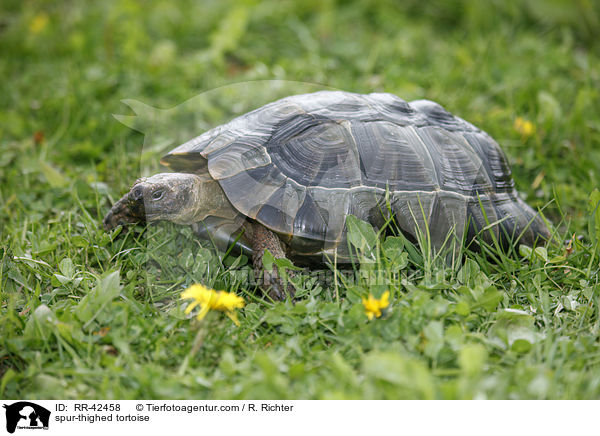 Maurische Landschildkrte / spur-thighed tortoise / RR-42458
