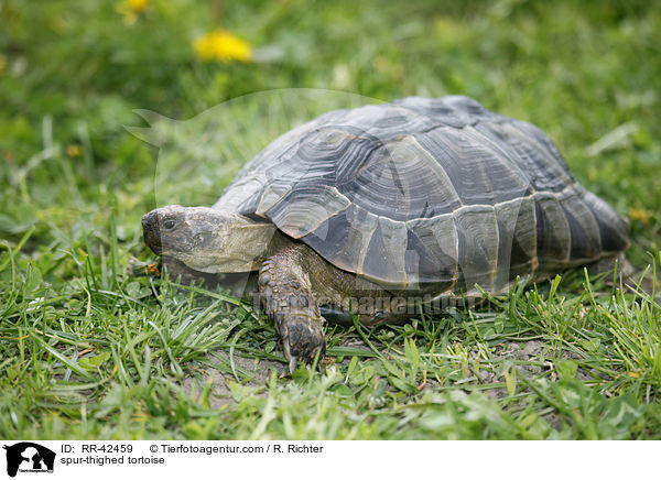spur-thighed tortoise / RR-42459
