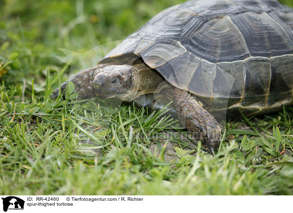Maurische Landschildkrte / spur-thighed tortoise / RR-42460