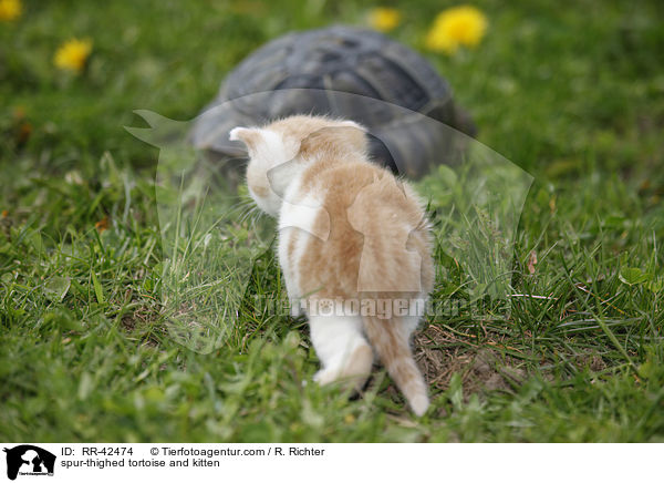 spur-thighed tortoise and kitten / RR-42474