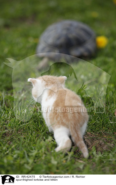 Maurische Landschildkrte und Ktzchen / spur-thighed tortoise and kitten / RR-42475