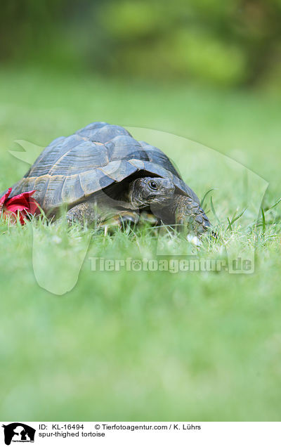 spur-thighed tortoise / KL-16494
