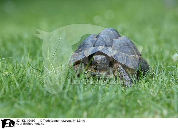 Maurische Landschildkrte / spur-thighed tortoise / KL-16495