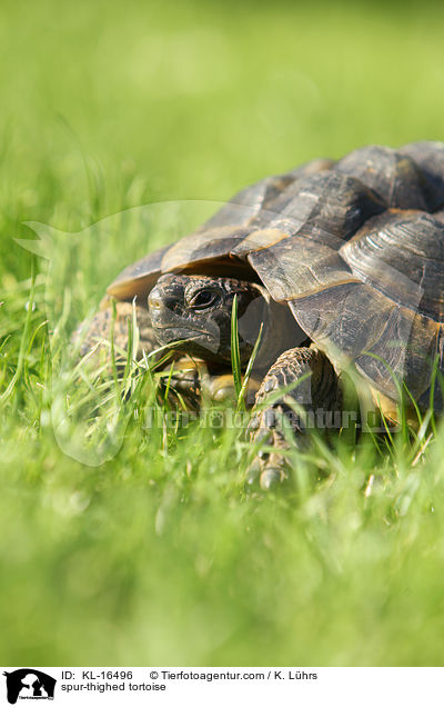 Maurische Landschildkrte / spur-thighed tortoise / KL-16496