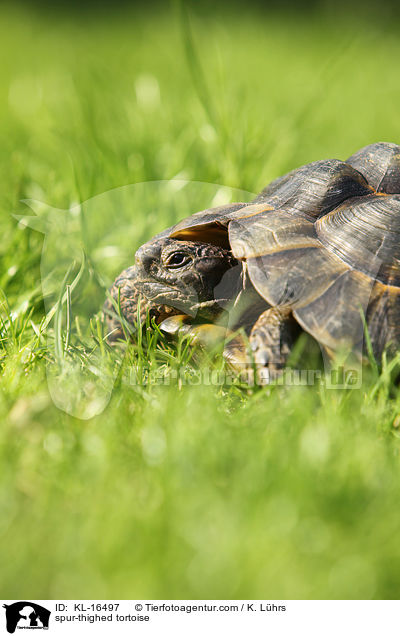 Maurische Landschildkrte / spur-thighed tortoise / KL-16497