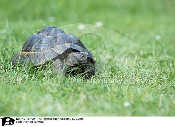Maurische Landschildkrte / spur-thighed tortoise / KL-16499