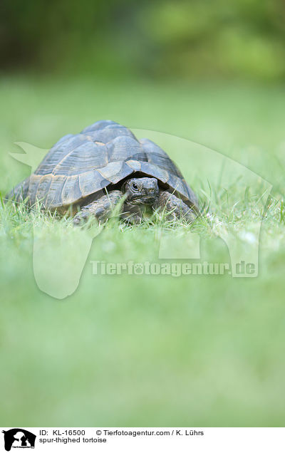 spur-thighed tortoise / KL-16500